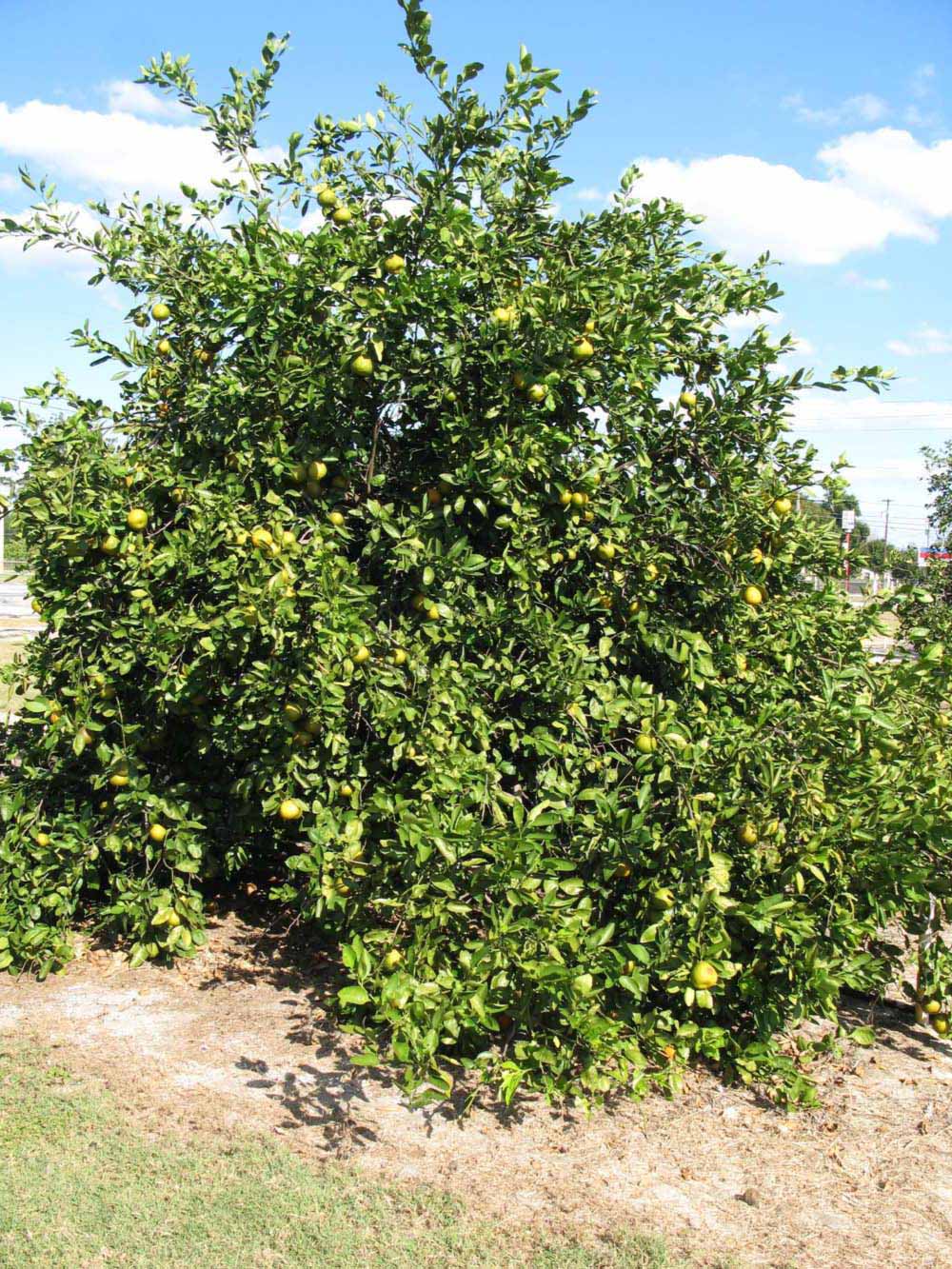              Habit (Winter Haven, FL)       